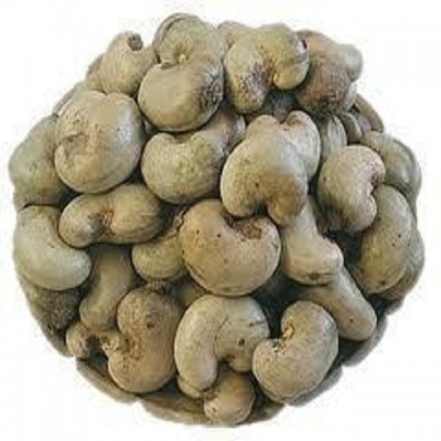 Rich Raw cashew nut in shell Manufacturers